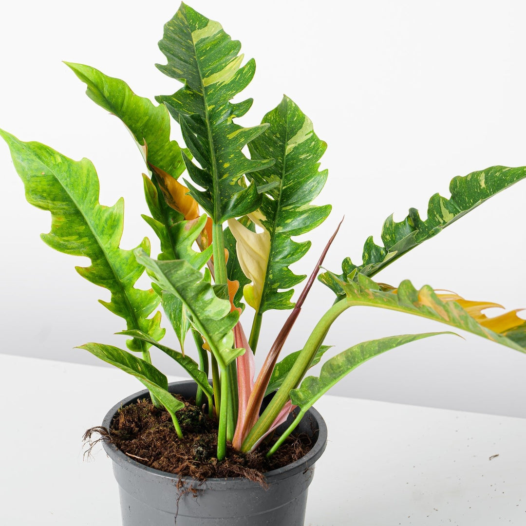 Philodendron Narrow Ring of Fire | House Plant - House of Kojo