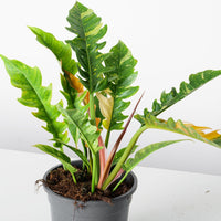 Philodendron Ring of Fire
