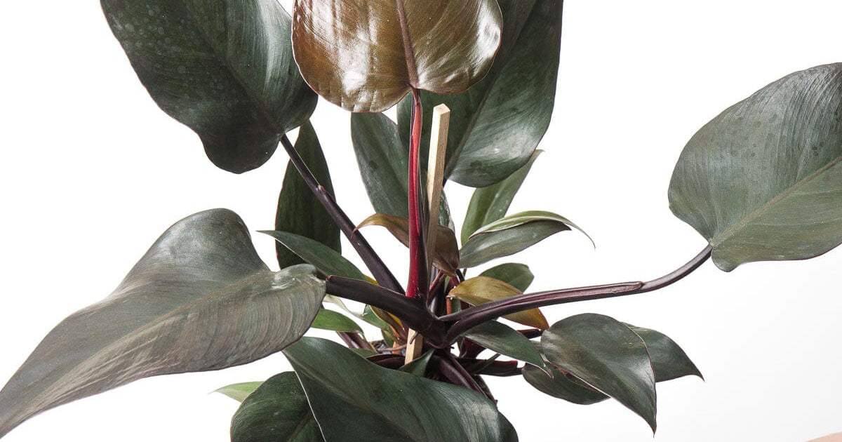 philodendron brazil red leaves Philodendron 'New Red' | Plants