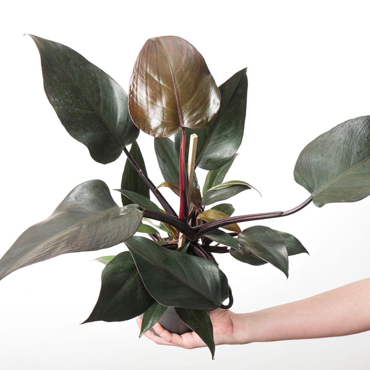 Philodendron 'New Red' Plants GrowTropicals 14cm