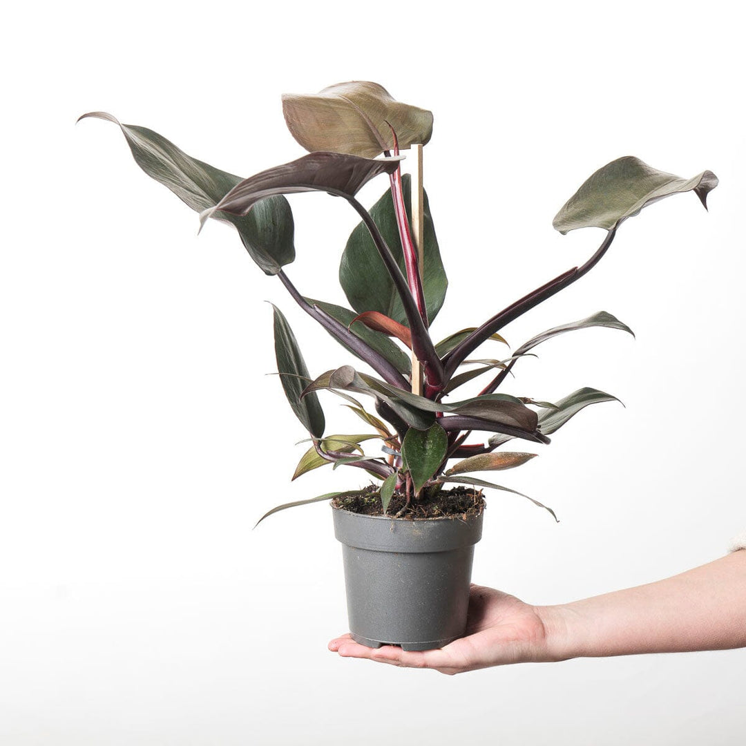 philodendron burgundy nz Philodendron 'New Red' | Plants