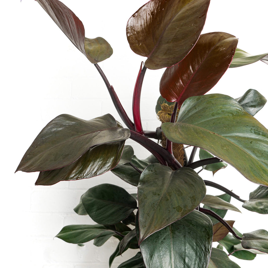 red rudolph philodendron Philodendron 'New Red' | Plants