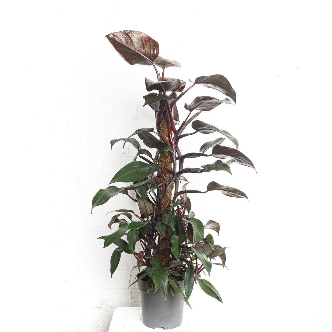 philodendron with dark red leaves Philodendron 'New Red' | Plants