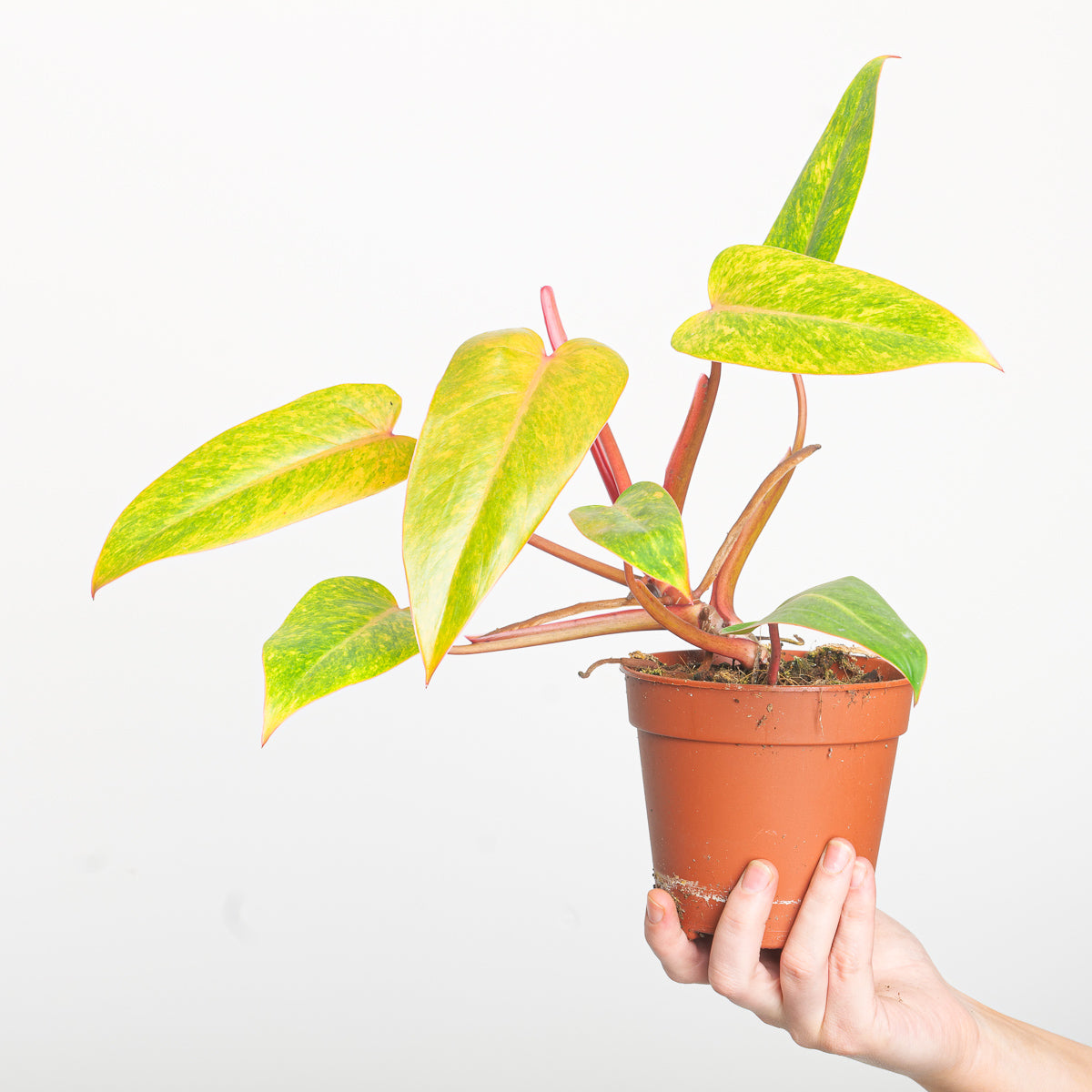 pink lady plant philodendron Philodendron 'Painted Lady' | Plants