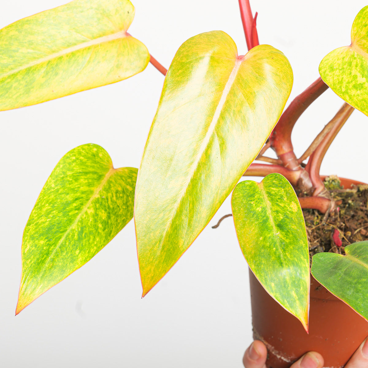 painted philodendron Philodendron 'Painted Lady' | Plants
