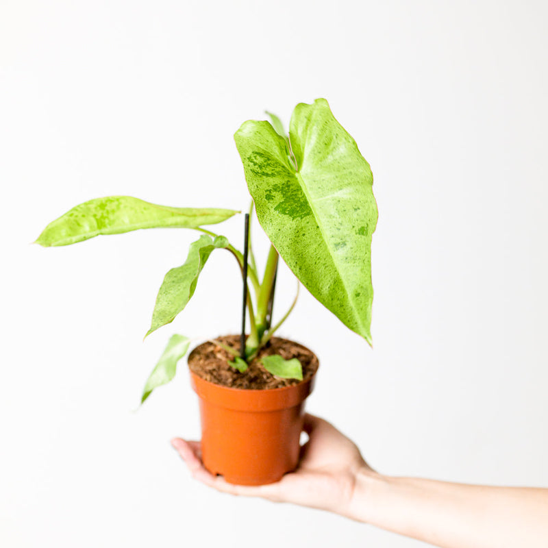 Philodendron 'Paraiso Verde' Plants GrowTropicals