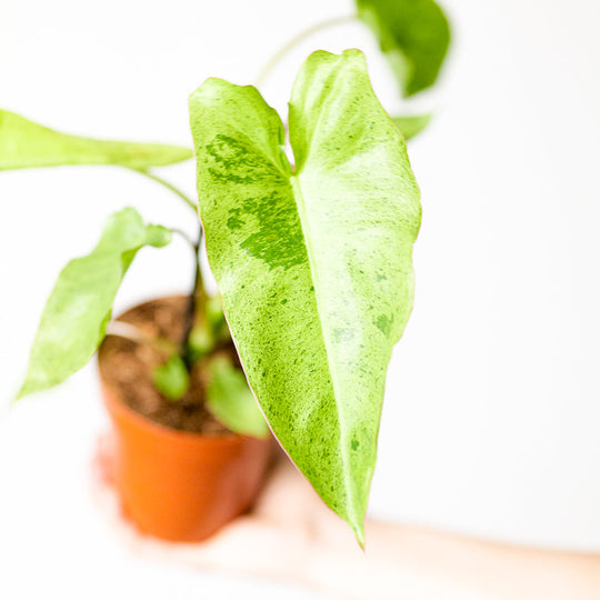 Philodendron 'Paraiso Verde' 12cm Plants GrowTropicals