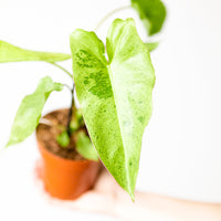 Philodendron 'Paraiso Verde'