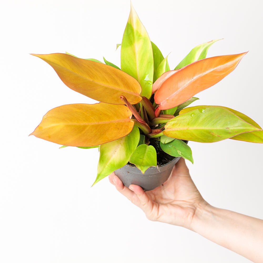 Philodendron 'Prince of Orange' Plants GrowTropicals 14cm Pots