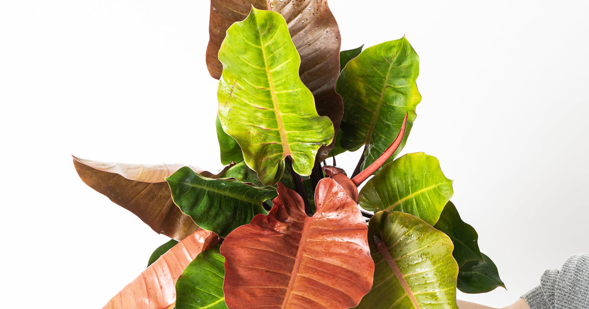Philodendron 'Prince of Orange' | Plants