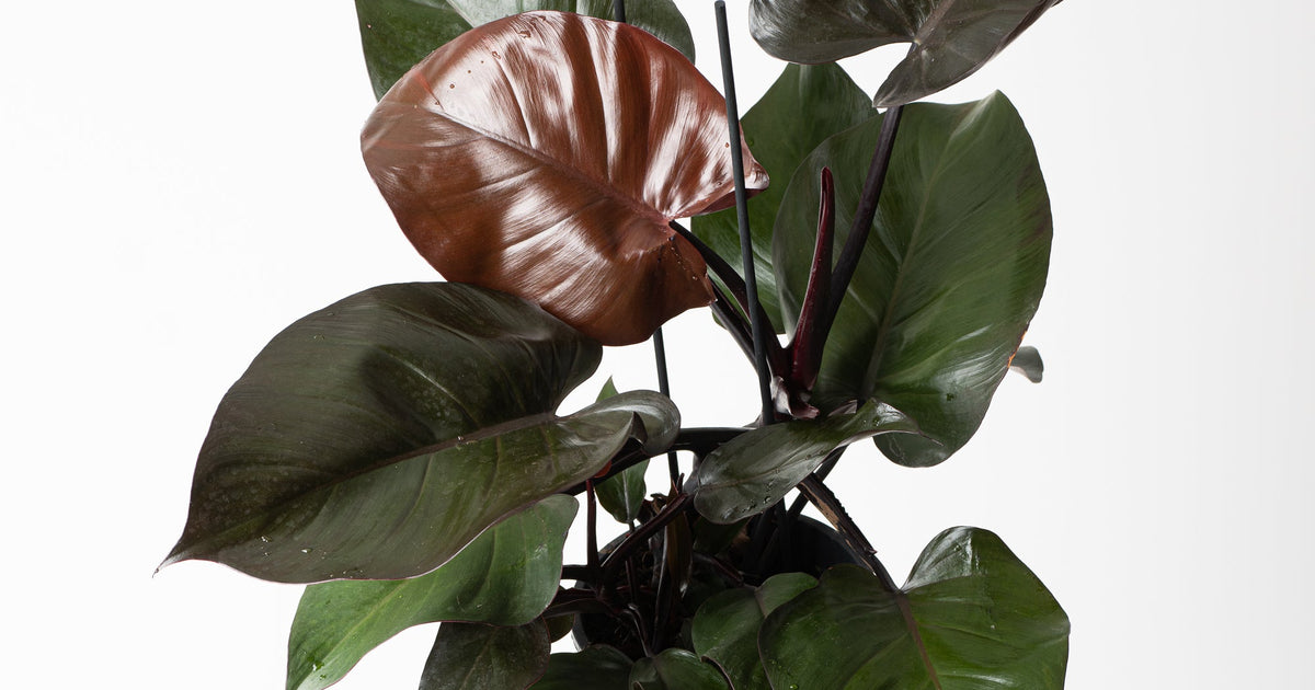 philodendron purple leaf Philodendron 'Purple Congo'