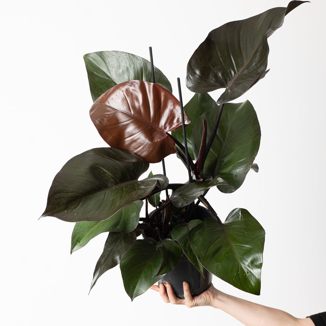 philodendron with purple under leaves Philodendron 'Purple Congo'