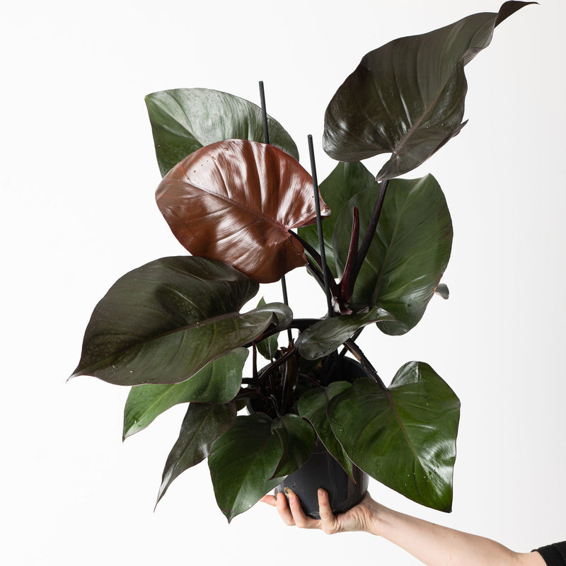 Philodendron 'Purple Congo' 19cm Plants GrowTropicals