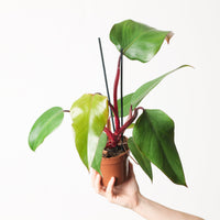 Philodendron 'Red Beauty'