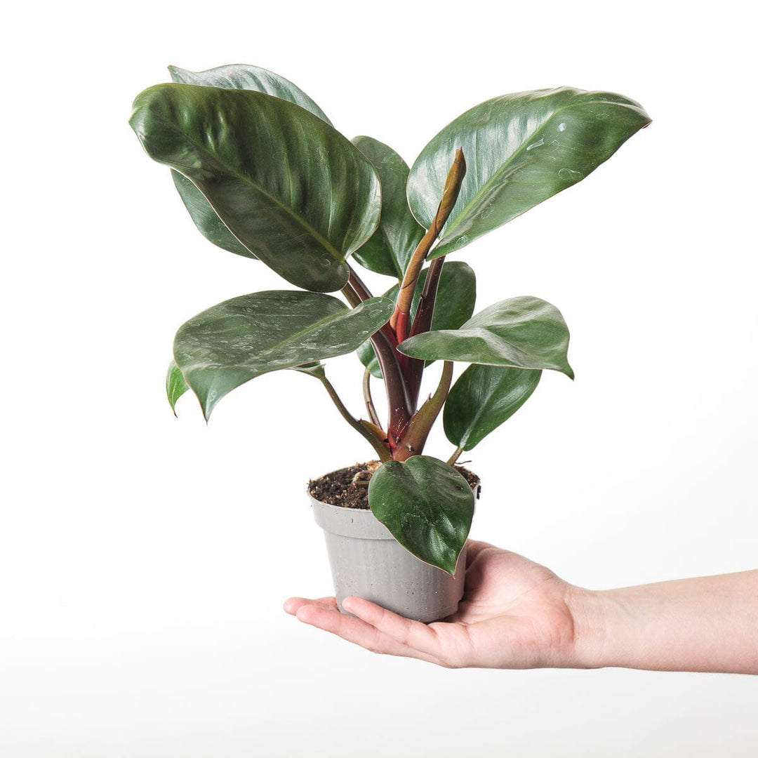 red congo philodendron flower Philodendron 'Rojo Congo' | Plants