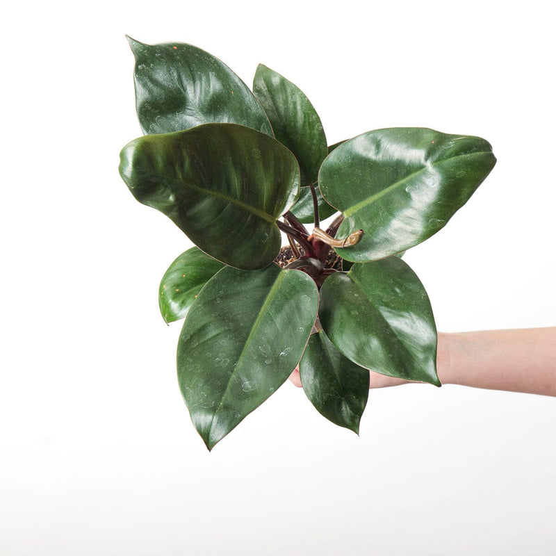 Philodendron 'Rojo Congo' Plants GrowTropicals