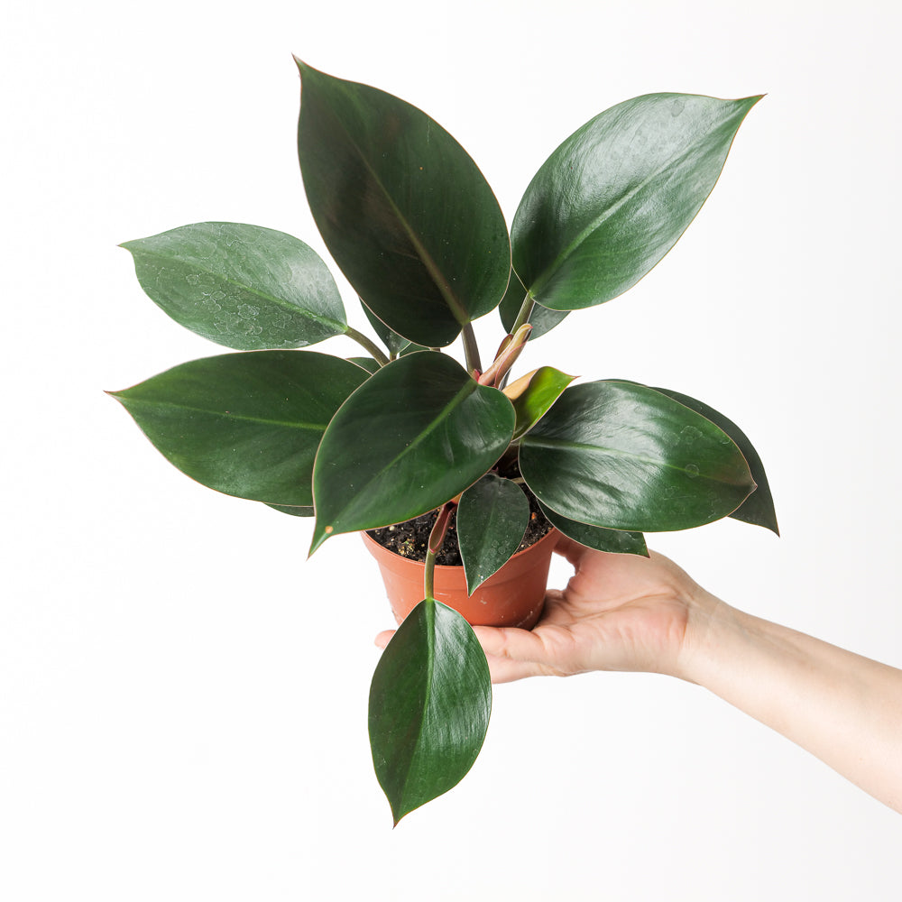 philodendron congo australia Philodendron 'Rojo Congo' | Plants
