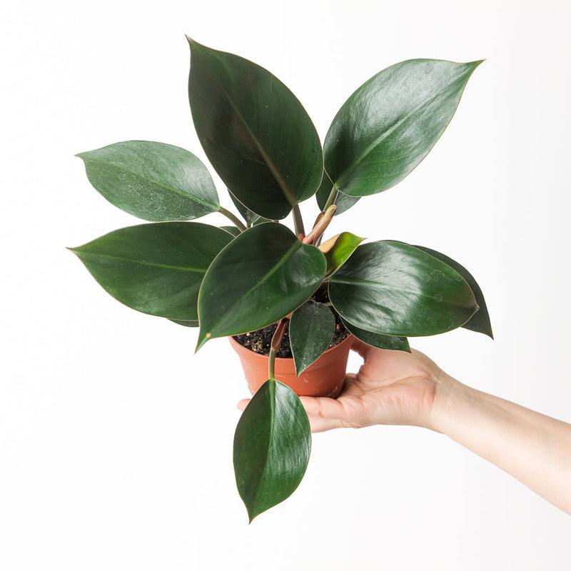 Philodendron 'Rojo Congo' 12cm Plants GrowTropicals