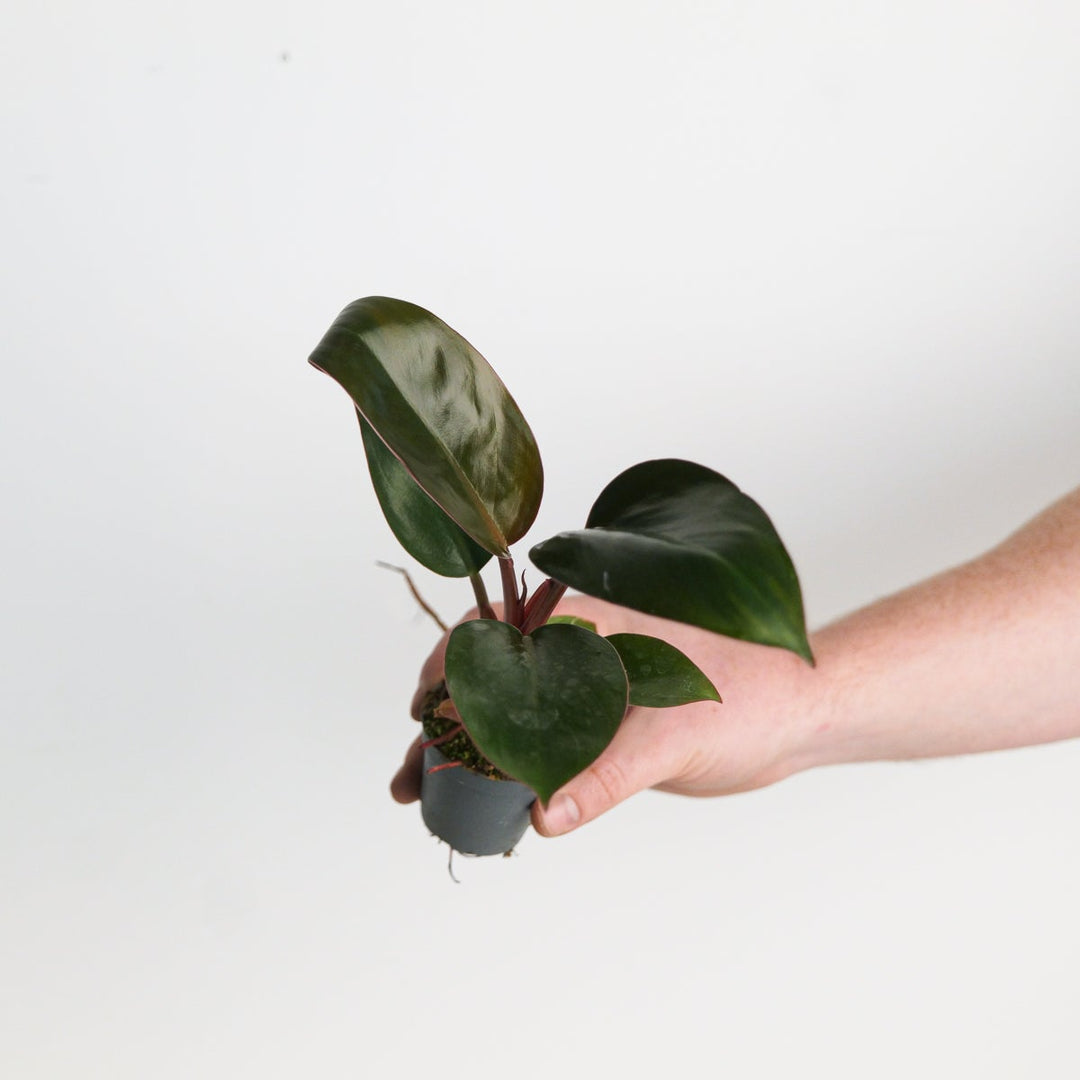 rojo congo philodendron scientific name Philodendron 'Rojo Congo' | Plants