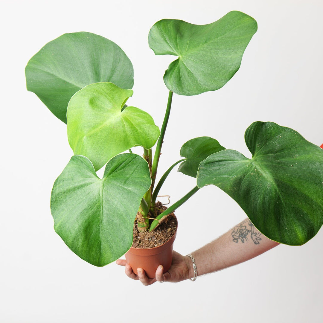philodendron rugosum for sale Philodendron 'Rugosum'
