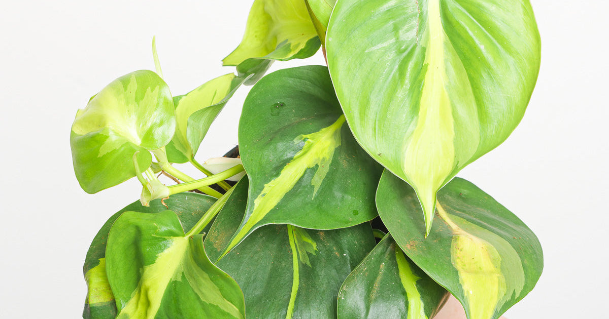 Philodendron scandens 'Brasil' | Plants | GrowTropicals.com