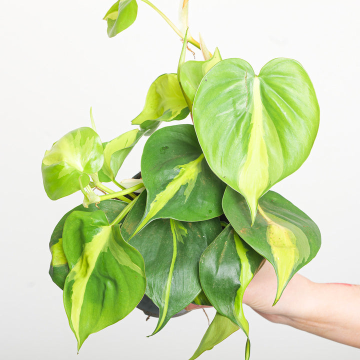 Philodendron scandens 'Brasil' Plants GrowTropicals