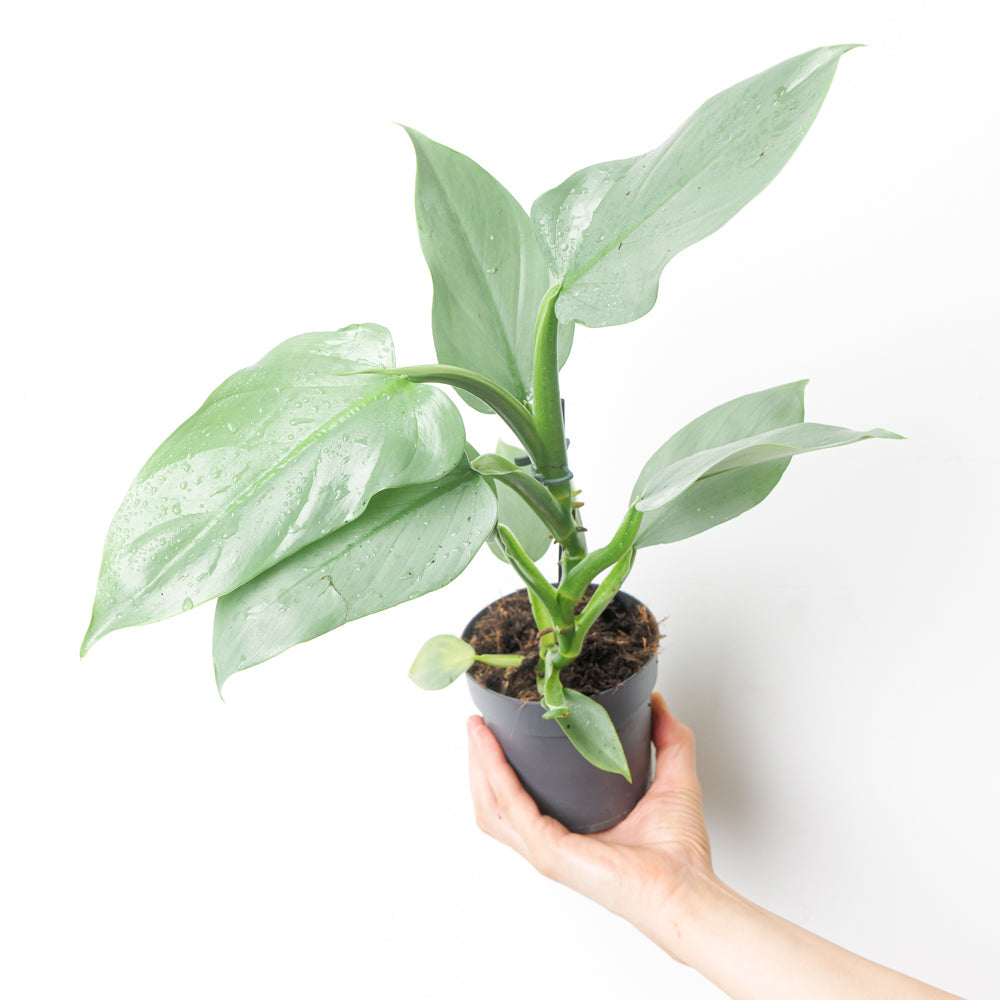 philodendron silver spirit Philodendron 'Silver Sword' | Plants