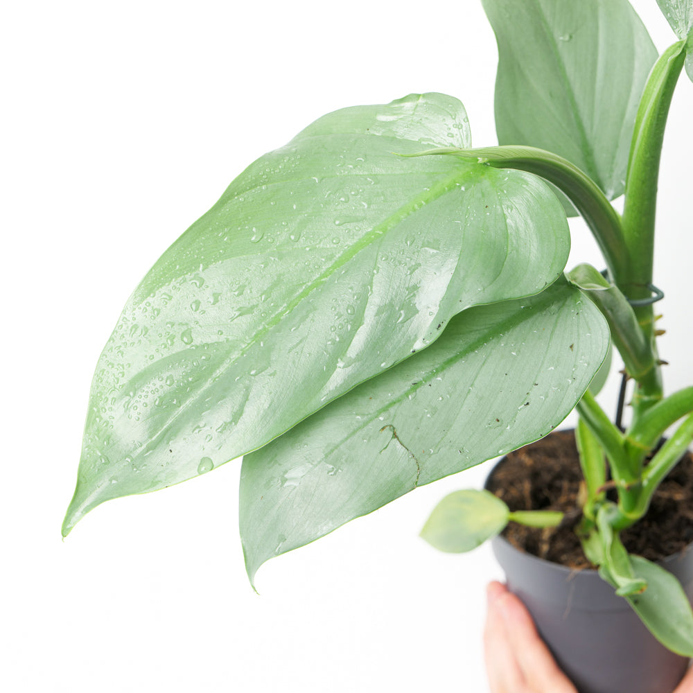 philodendron silver spirit Philodendron 'Silver Sword'