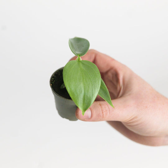 Philodendron 'Silver Sword' 6cm Plants GrowTropicals
