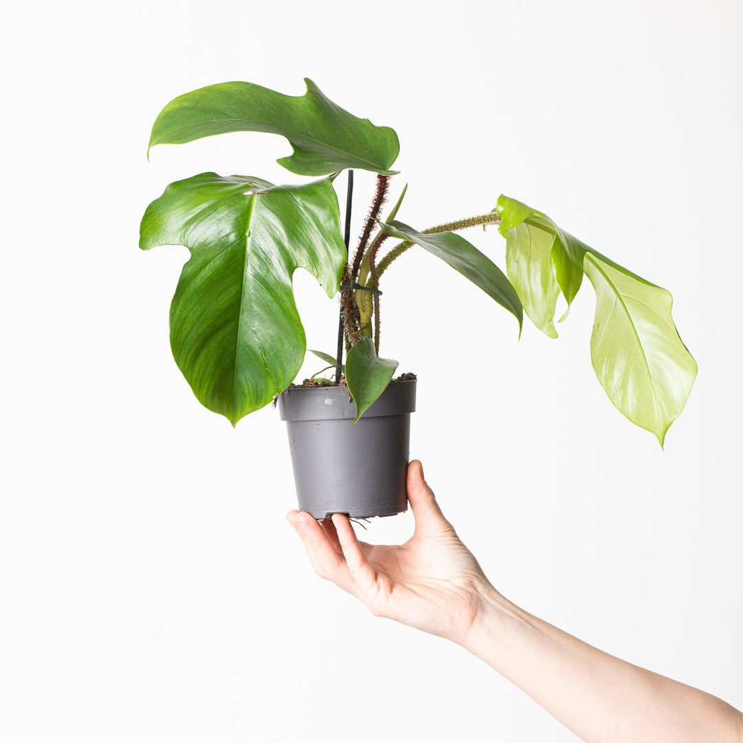 philodendron squamiferum lowes Philodendron squamiferum | Plants