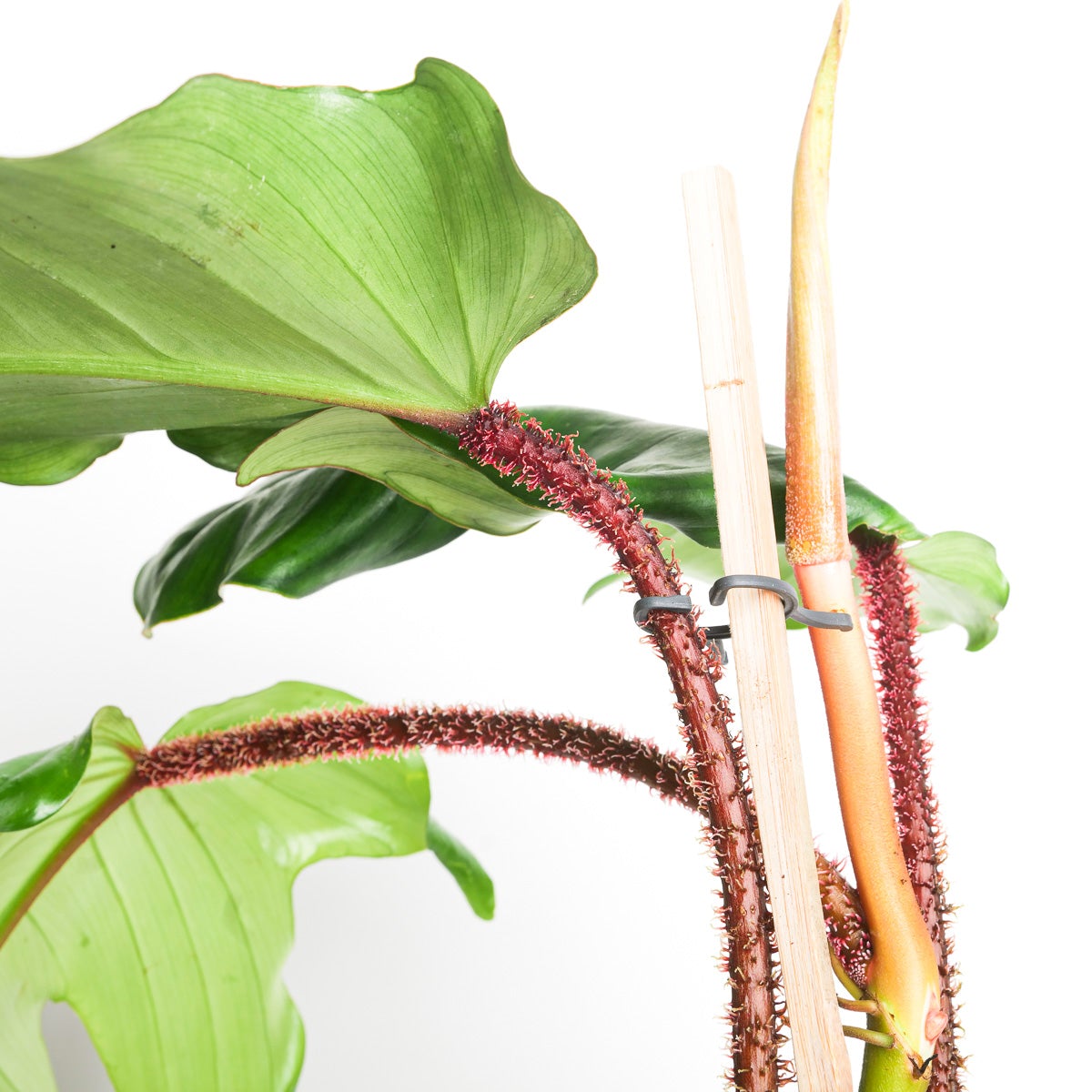 philodendron squamiferum growth Philodendron squamiferum