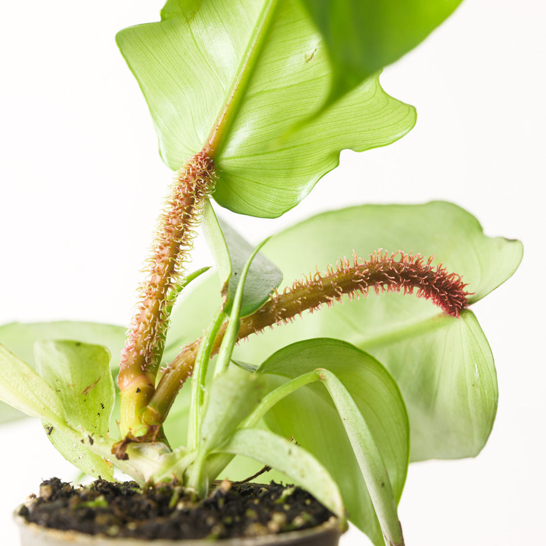 philodendron squamiferum uk Philodendron squamiferum