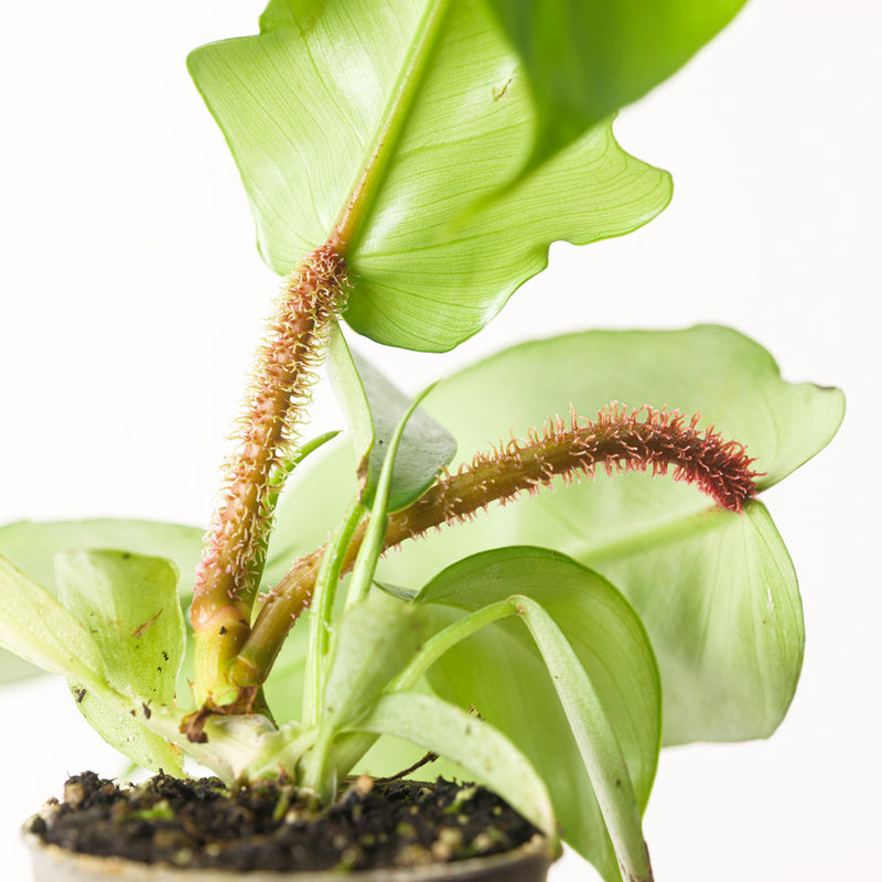 Philodendron squamiferum Plants GrowTropicals