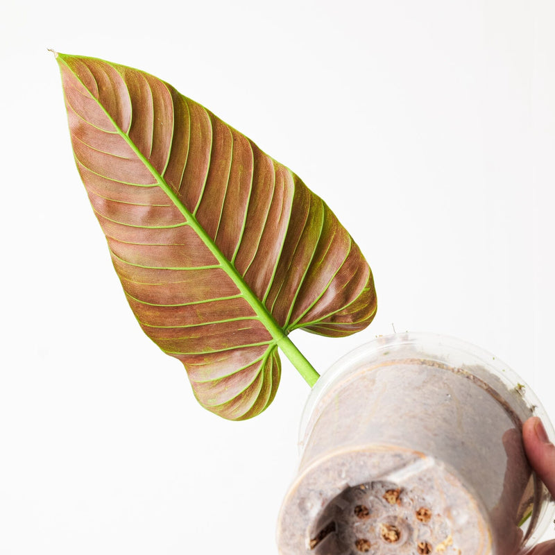 Philodendron subhastatum (Ecuador Clone) Plants GrowTropicals