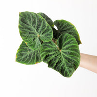 Philodendron verrucosum 'Incensi Compact'