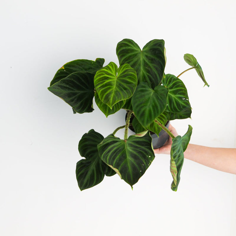 Philodendron verrucosum 'Incensi' — 14cm