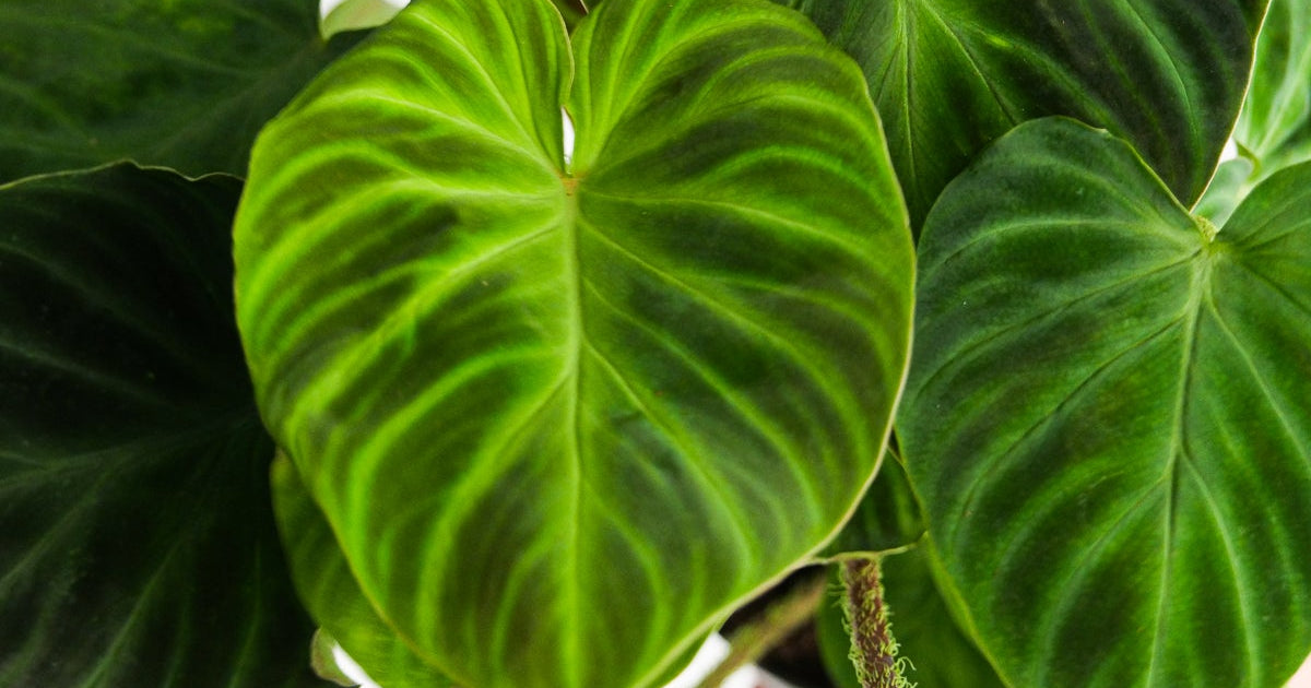 philodendron incensi Philodendron verrucosum 'Incensi' | Plants