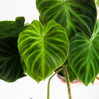 Philodendron verrucosum 'Incensi'