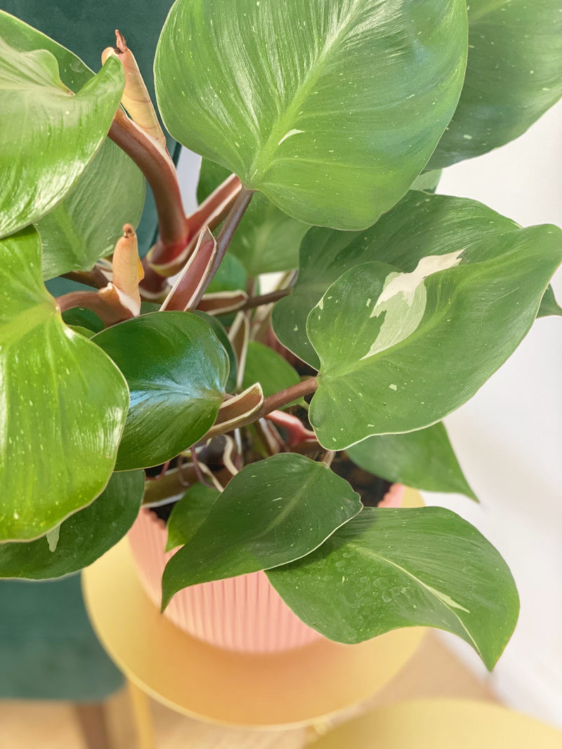 Philodendron White Knight Plants GrowTropicals