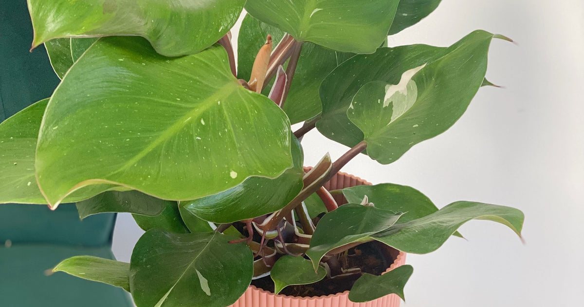 black knight philodendron price Philodendron White Knight | Plants