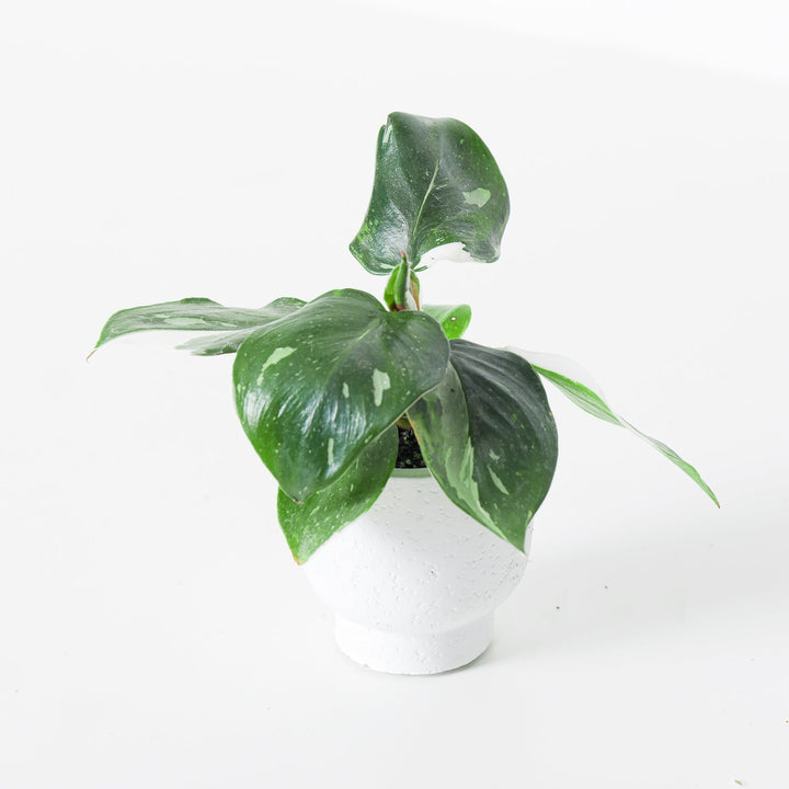 Philodendron White Knight - GROW TROPICALS