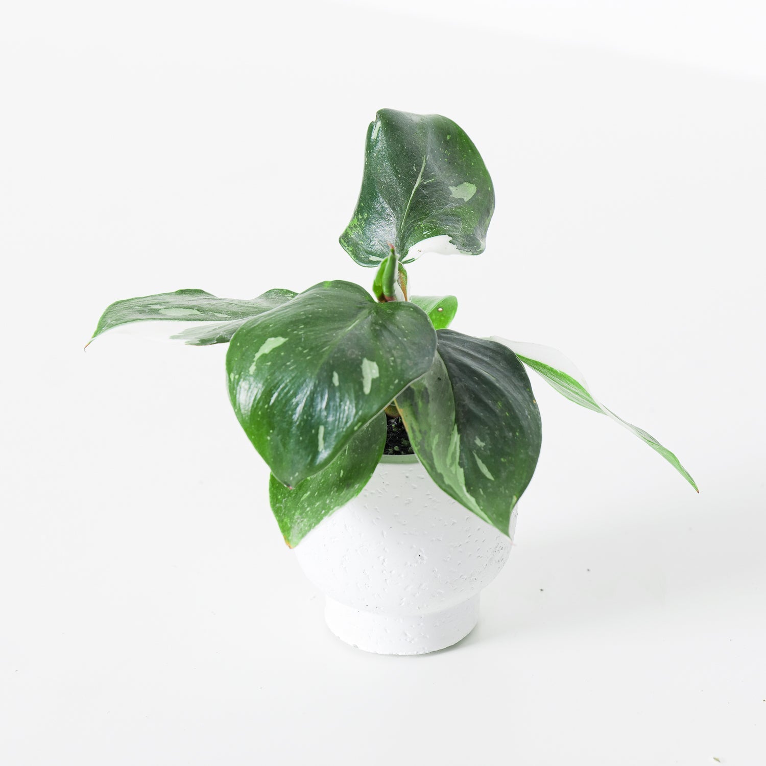 propagating philodendron white knight Philodendron White Knight | Plants
