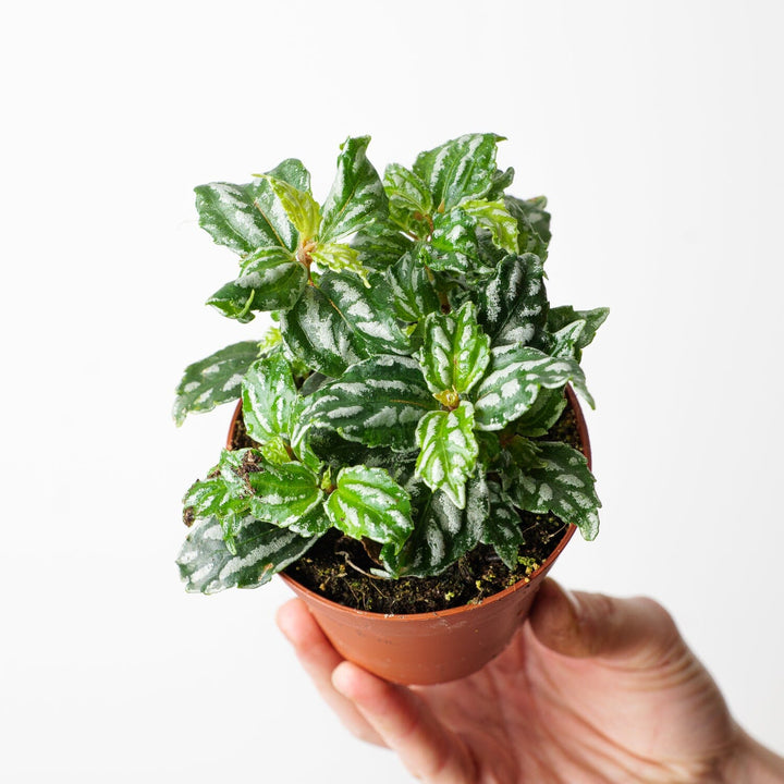 Pilea cadierei 'Aluminimum Plant' Plants GrowTropicals
