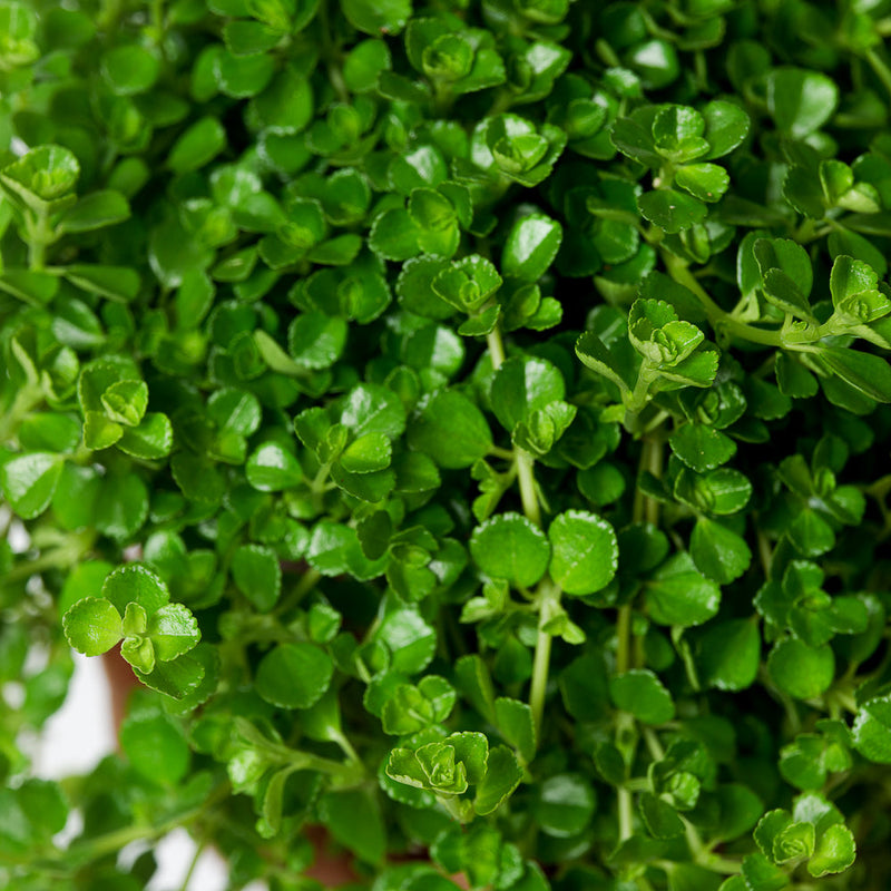 Pilea depressa Plants GrowTropicals