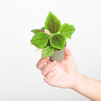 Pilea mollis 'Moon Valley'