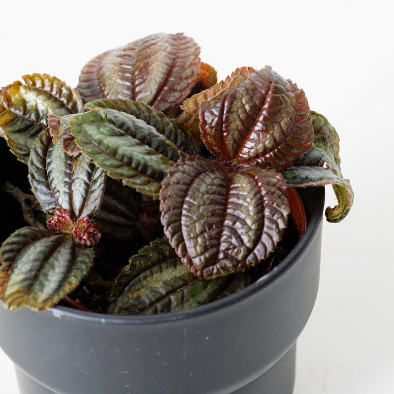 Pilea Norfolk Plants GrowTropicals