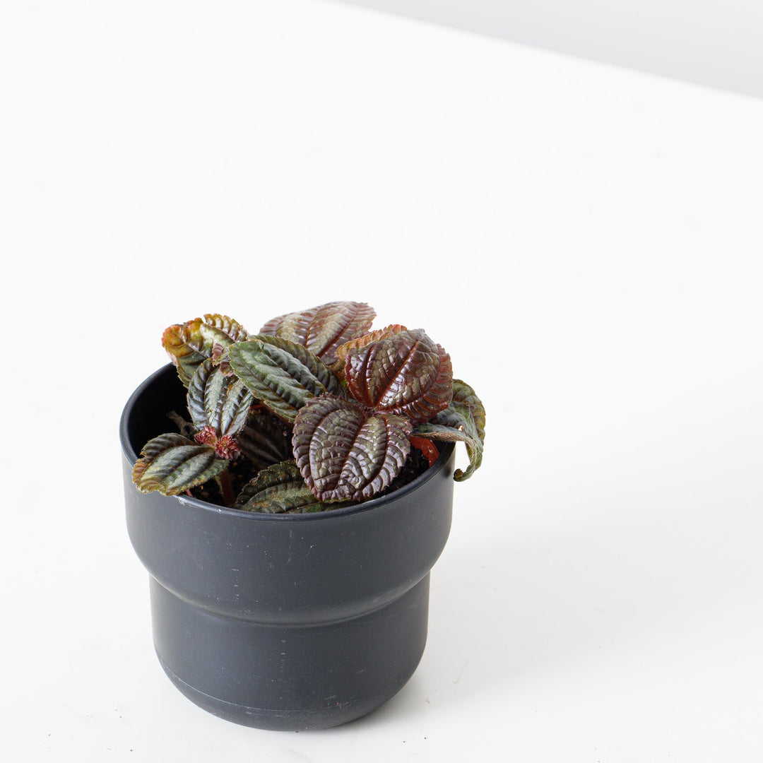 succulent friendship plant Pilea Norfolk | Plants