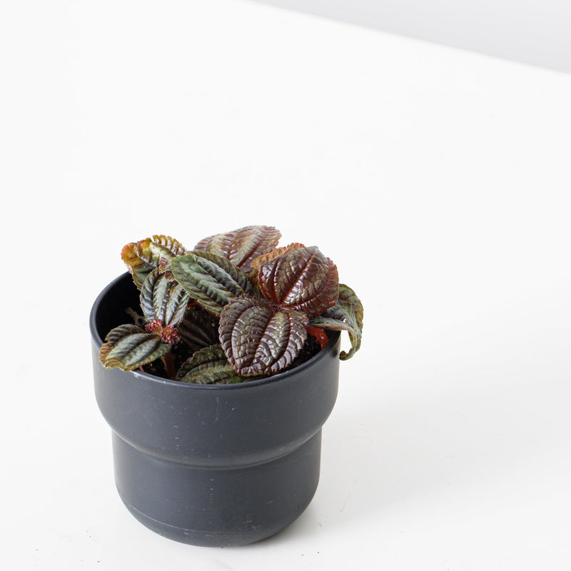 Pilea Norfolk — 8.5cm