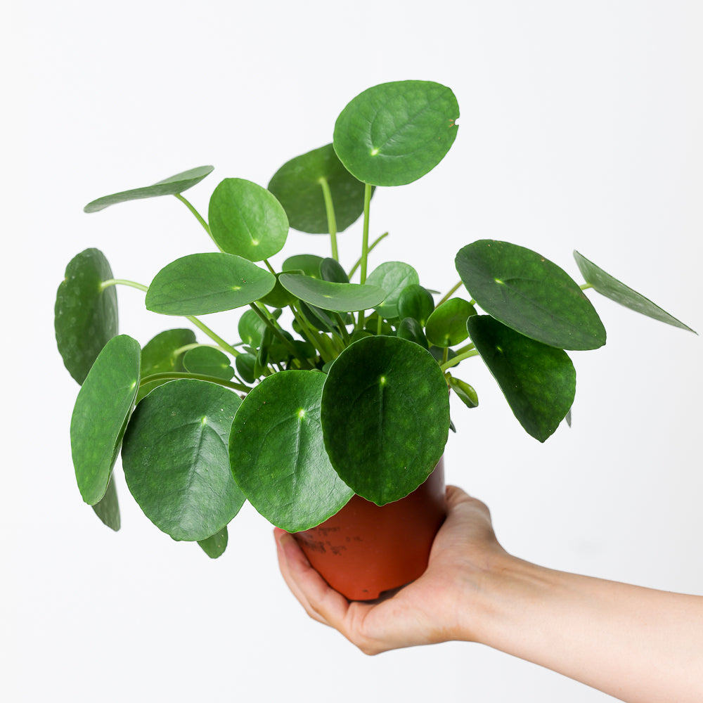 Pilea peperomioides (Chinese Money Plant) - GROW TROPICALS