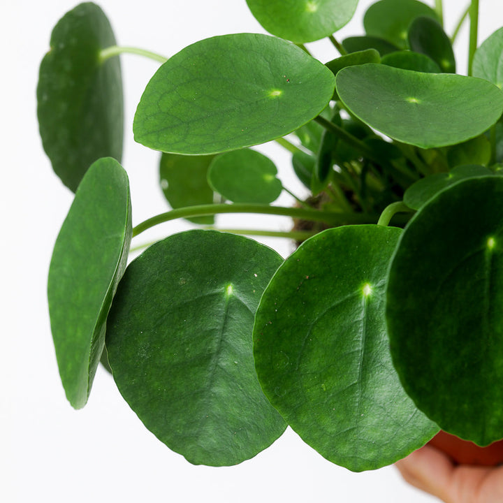 Pilea peperomioides (Chinese Money Plant) - GROW TROPICALS